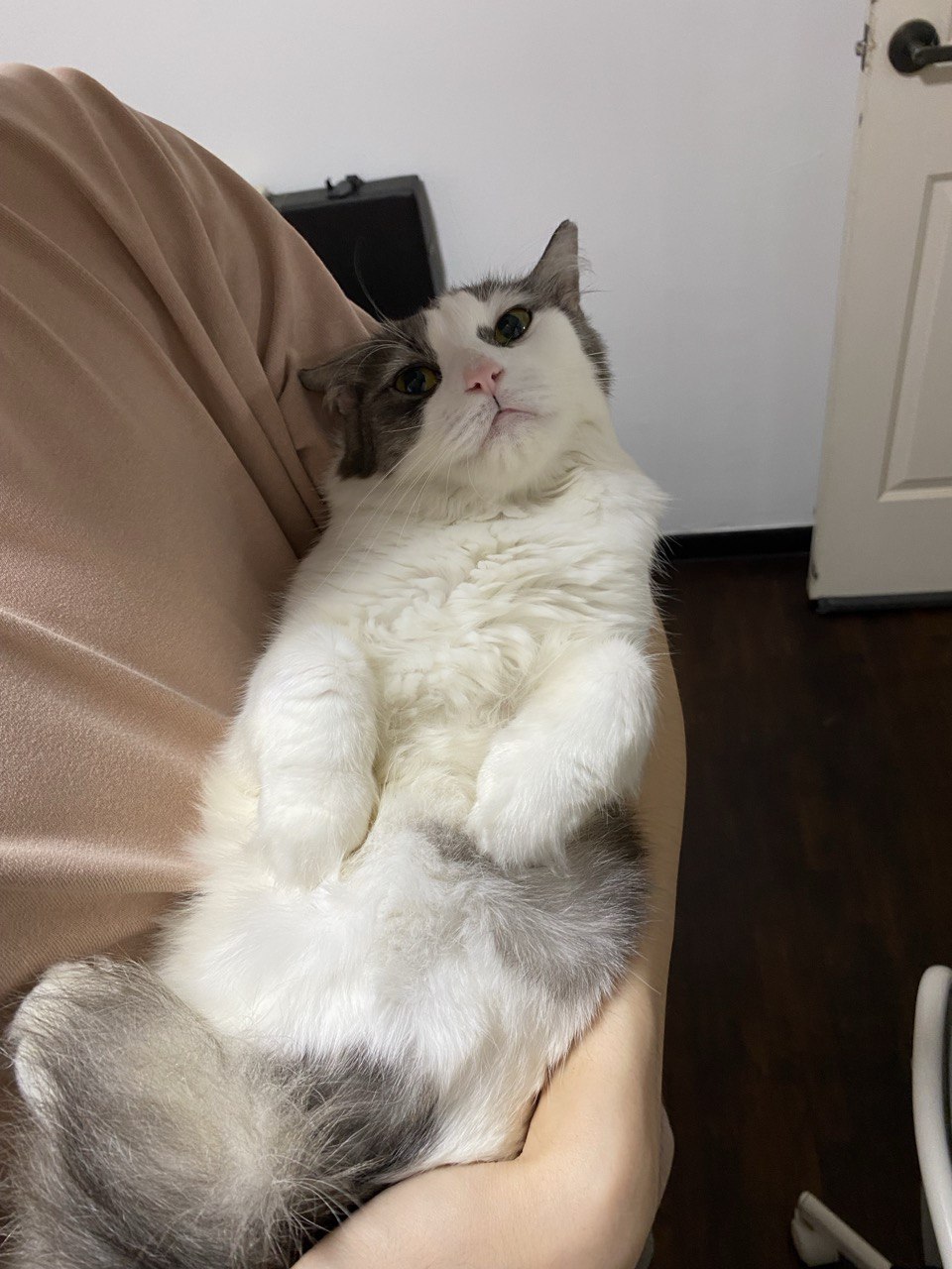 Cat.